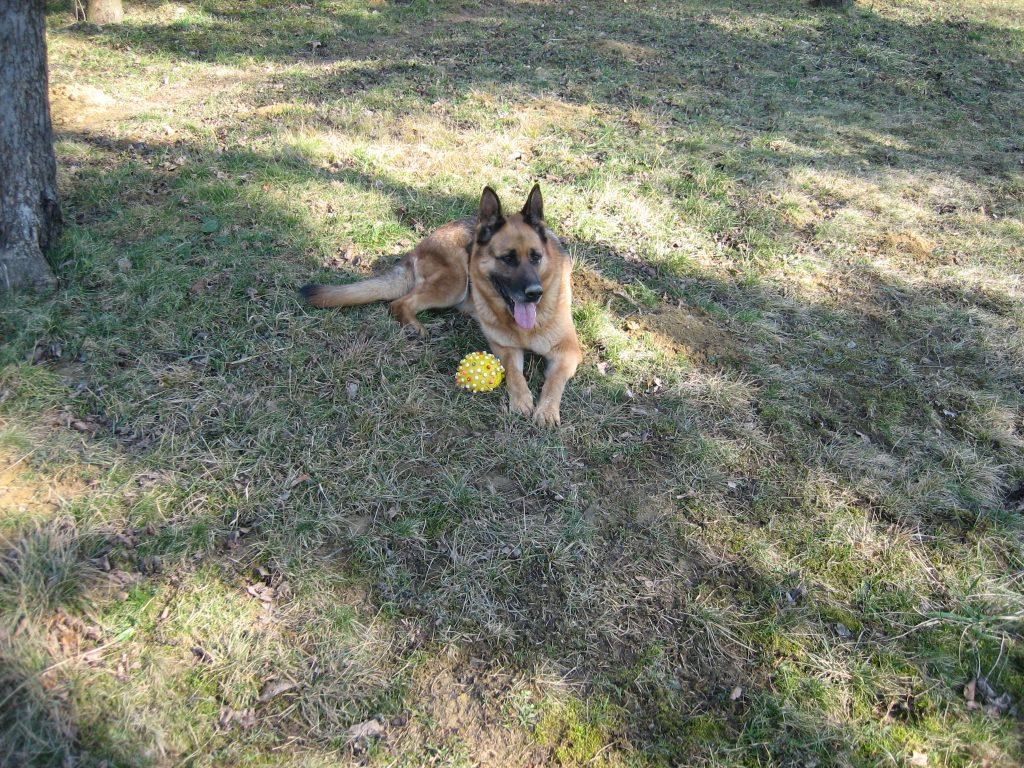 Pametna izbira pasjega mladiča Pametna izbira pasjega mladiča