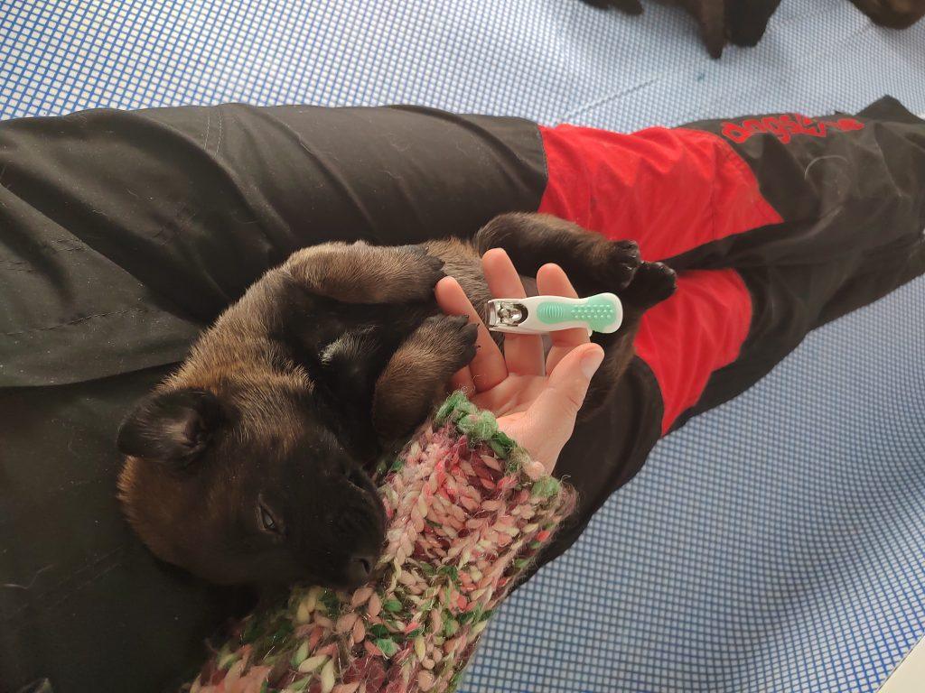 Odgovoren nakup pasjega mladička: Kaj morate vedeti preden se odločite za nakup psa