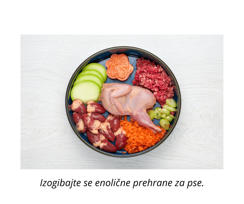 hrana za pse