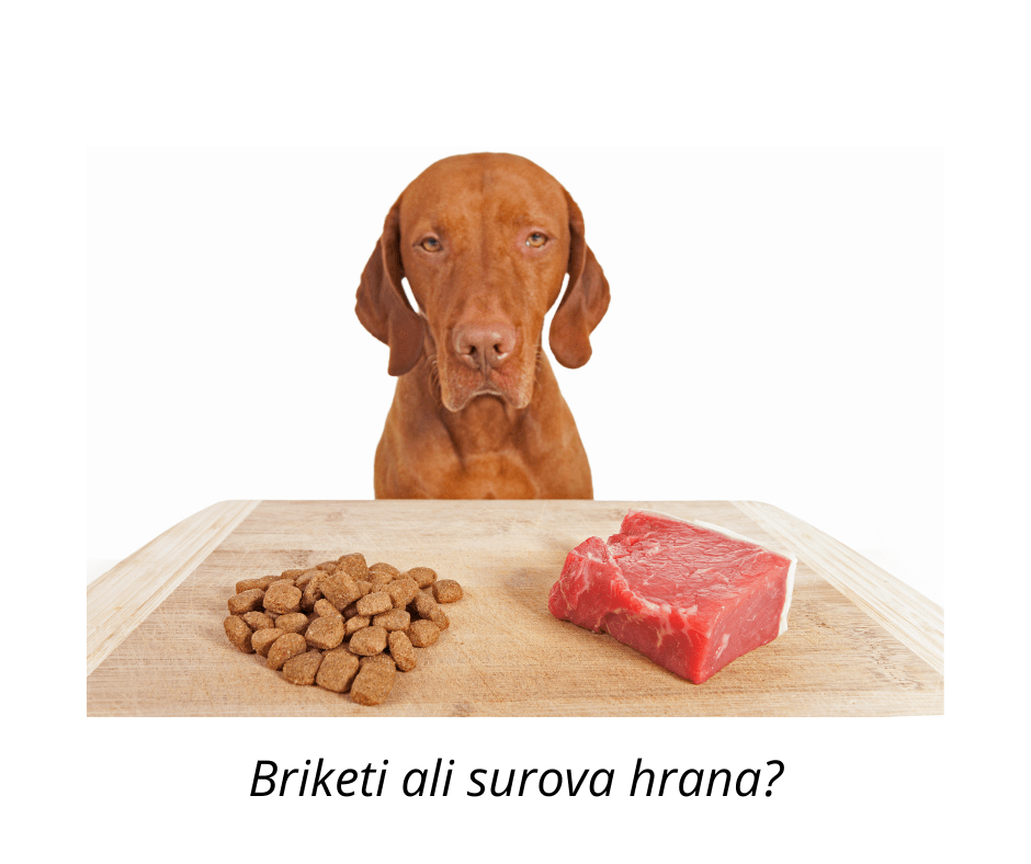 hrana za pse